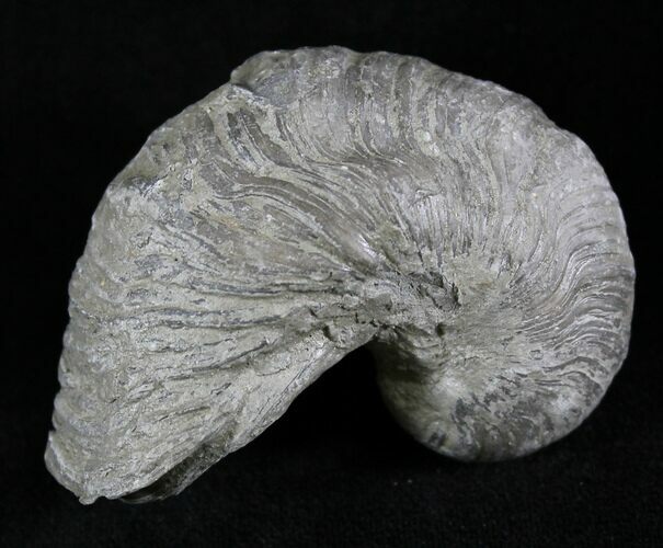 Gryphaea (Devil's Toenail) Fossil Oyster - Jurassic #25967